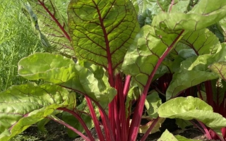 Свежий мангольд с красными черешками и зелеными листьями на грядке - РУБИНОА