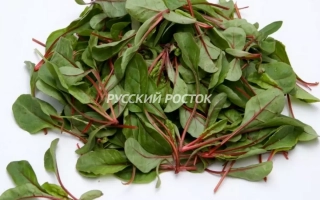 Свежие листья мангольда с красными черешками на белом фоне, надпись РУССКИЙ ПОСТОК - СЕРЕН