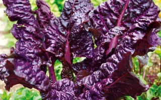 Свежий мангольд с темно-фиолетовыми листьями на фоне зелени - СОЛДЖЕР