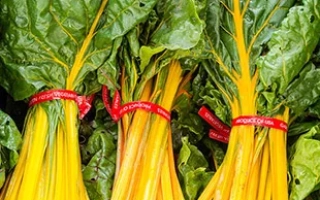 Свежий мангольд с желтыми черешками, связанный красными резинками - ЗОЛОТОЙ