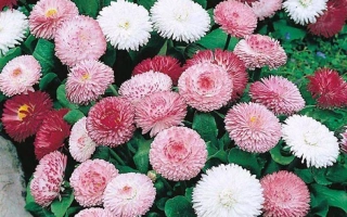 Радуница Белая