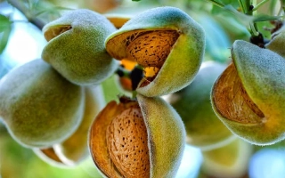 Прибрежный