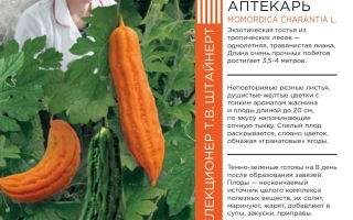 Бедный Аптекарь