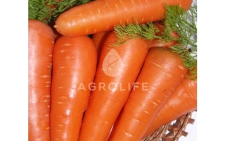 Свежие морковь в корзине с зеленью, бренд Agrolife - Абако F1