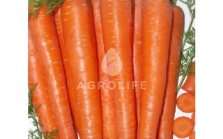 Свежие морковь сорта Абликсо F1 на белом фоне