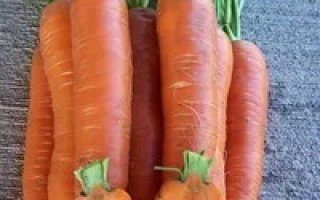 Свежие моркови с ботвой на деревянной поверхности - АФАЛОН F1