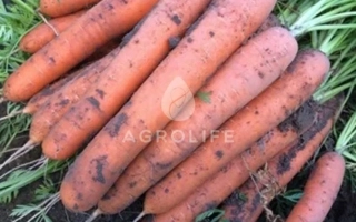 Свежие морковь на земле - Альянс