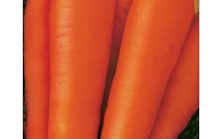 Насіння моркви F1 АЛТАЙР на зеленому фоні з овочами - Альтаїр
