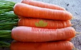 Свежая морковь сорта МУРАВЬЁВ - АНЕТА F1