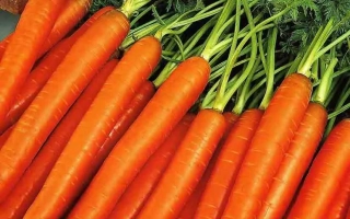 Свежая морковь сорта Анжелика с зелеными ботвами