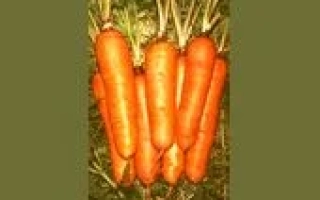 Свежая морковь на земле - ЯСКРАВА.