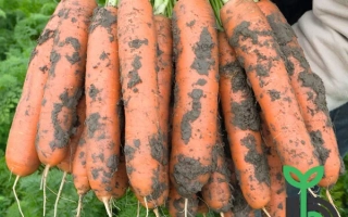 Свежие морковь с землей на корнях, в руке человека - Балдио