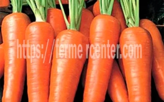 Свежая морковь с зелеными ботвами на темном фоне - Бентли