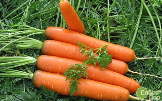 Свежая морковь с ботвой на зелёном фоне - Берлика