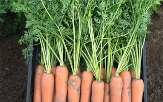 Свежая морковь в ящике на грядке - Берлин