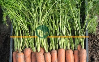 Свежая морковь с ботвой в лотке - Бермуда