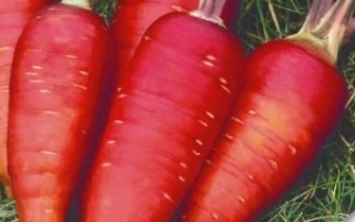 Морква Бояриня на упаковці насіння