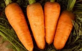 Четыре свежие моркови с зелеными ботвами на фоне травы - Болтекс