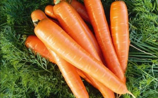 Свіжа морква сорту БРИЛИАНС F1 на фоні зелені - БРИЛІАНС