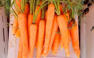 Свежая морковь сорта Брильянс F1 в упаковке - Брилиянс