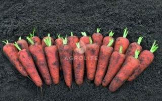 Морковь сорта Кентон на темном фоне