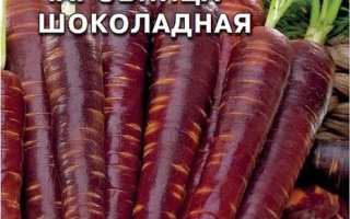 Чаровница Шоколадная