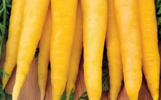 Чаровница Золотая