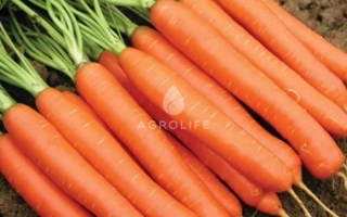 Свежие морковь с зелеными ботвами на земле - КАРРУБА