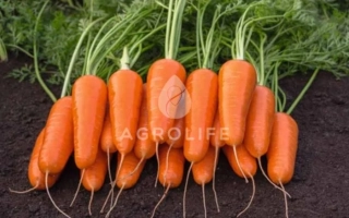 Свежая морковь с ботвой на темном фоне - Каспи