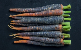 Черноземочка