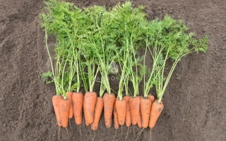 Свежая морковь с зеленью на земле - Кесена