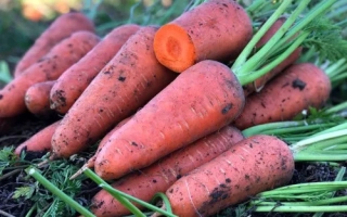 Свежие моркови Шантане червоне серце на земле