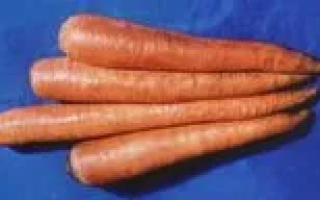Свежие морковь сорта ЧУМАК F1 на синем фоне