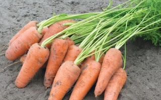 Свежие морковь на земле - Курасао