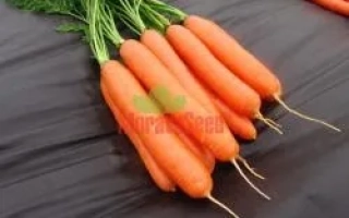 Свежая морковь сорта Дарина на черном фоне