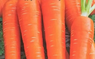 Морковь Детский завтрак на пакете с семенами