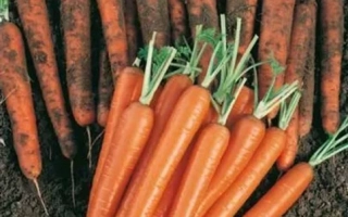Свежая морковь на земле - Диаменто