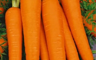 Морква Добриня на фоні моркви