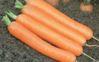 Морковь на земле без названия продукта - Дордонь F1