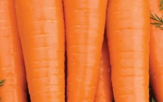 Пакет насіння моркви Дуниша з зображенням свіжих помаранчевих коренеплодів. - Дуняша