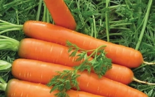 Свежие моркови на зеленой траве - Джерада F1