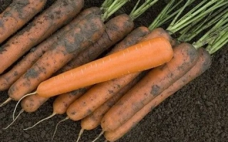 Свіжа морква з землею та зеленню - ЕКСТРЕМО