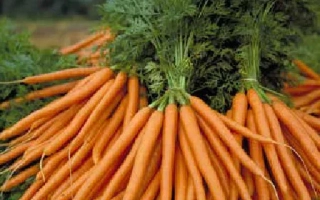 Свежие моркови на поле - Евора
