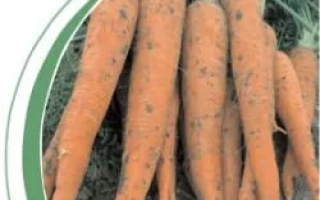 Свежие морковь сорта Флавио F1 на грядке
