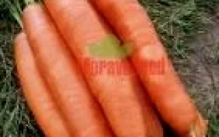 Свежая морковь сорта ГАЛАКСИ на земле