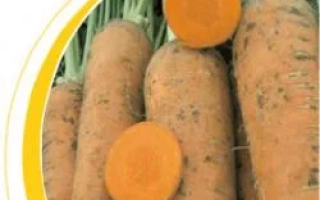 Свежая морковь с зелеными ботвами и двумя нарезанными кружочками - Гиганта