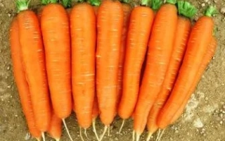 Свежие моркови на земле - Грета