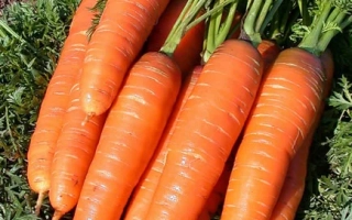 Свежие моркови на грядке - Грибовчанин F1