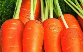 Пакет семян моркови Грильяж от Аэлита