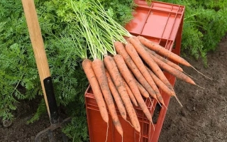 Свежая морковь с ботвой в оранжевом ящике на фоне грядки - Ибица
